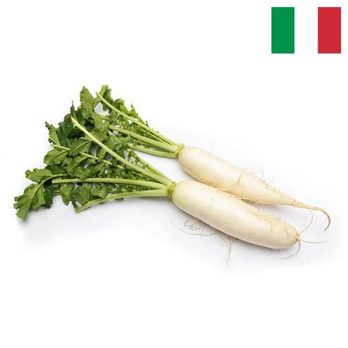 редиска из Италии