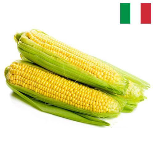 Сахарная кукуруза из Италии