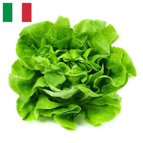 Салат латук из Италии