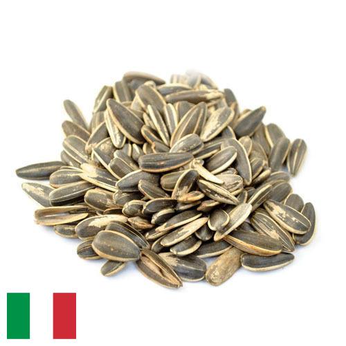 Семечки подсолнечника из Италии