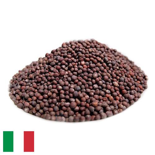 Семена капусты из Италии