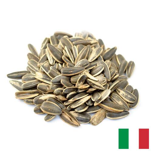 Семена подсолнечника из Италии