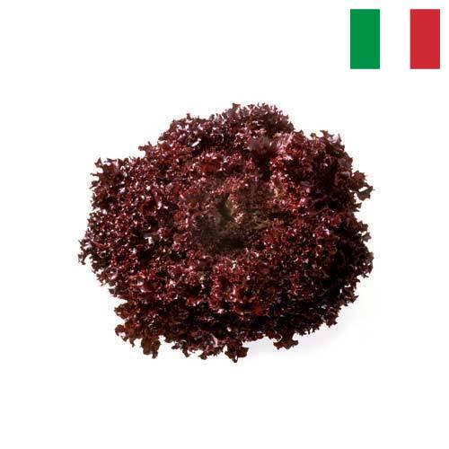 Семена салата из Италии