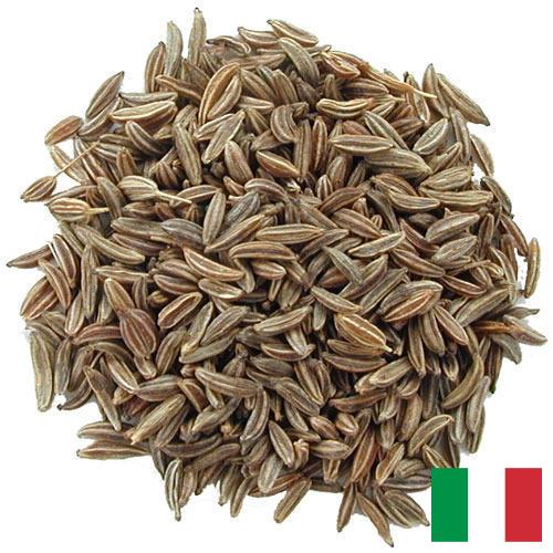 Семена тмина из Италии