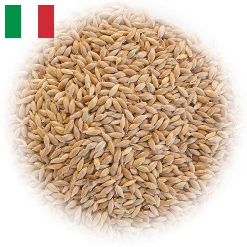 семена трав из Италии