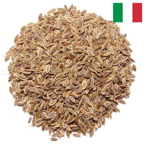 Семена укропа из Италии