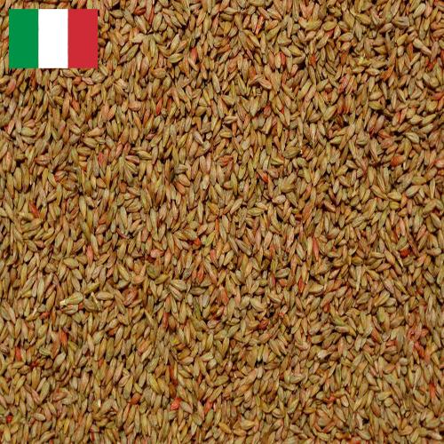Семена ячменя из Италии