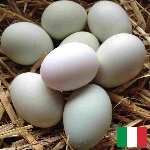 субпродукты птицы из Италии