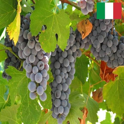 вино виноградное из Италии