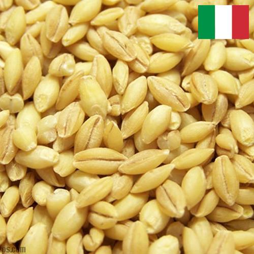 Ячмень из Италии