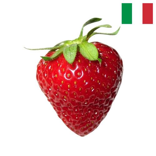 Земляника из Италии