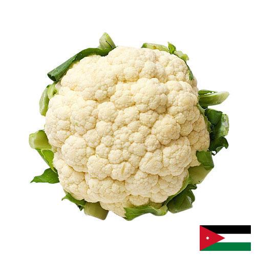 Капуста цветная из Иордании