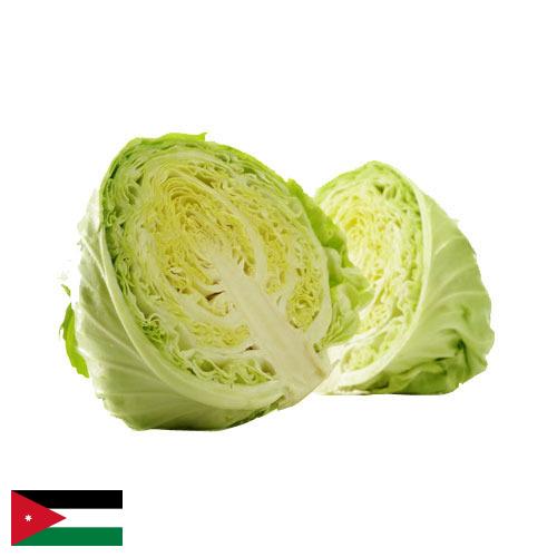 Капуста из Иордании