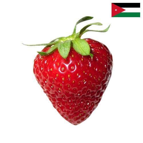 Клубника из Иордании