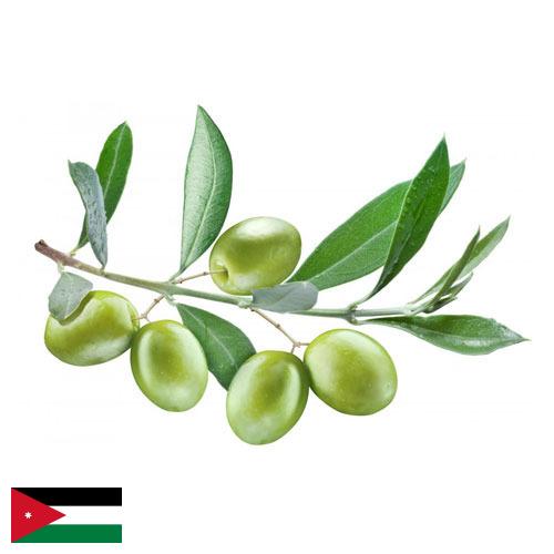 Оливки из Иордании