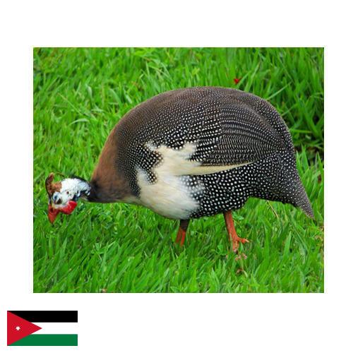 птица из Иордании