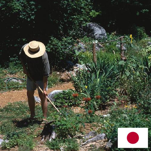 Цветы садовые из Японии