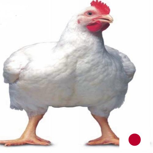 Цыплята-бройлеры из Японии