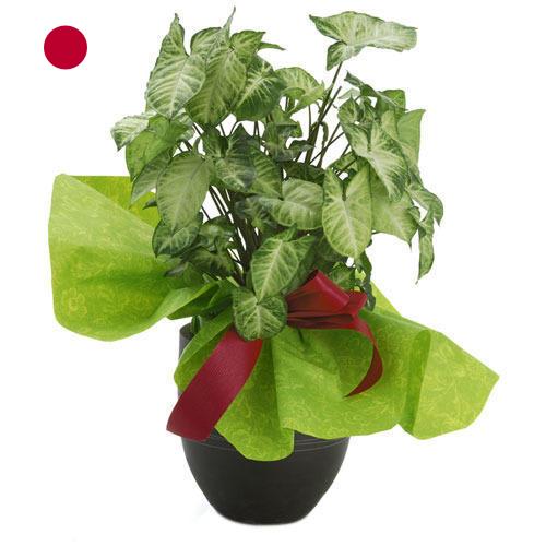 Декоративные растения из Японии