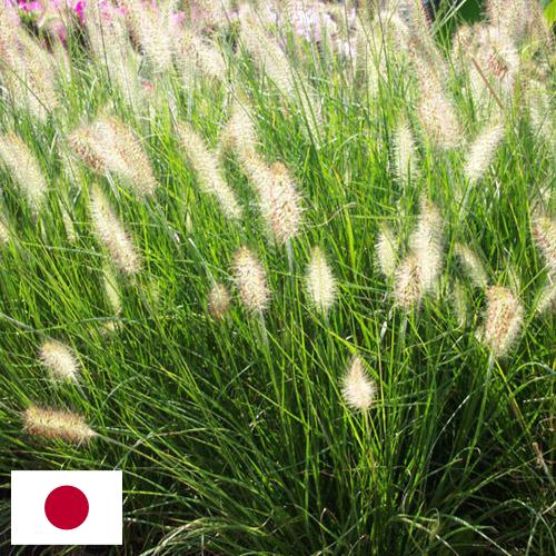 Декоративные травы из Японии