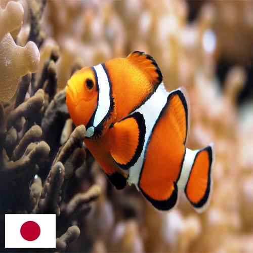 Джамперы из Японии