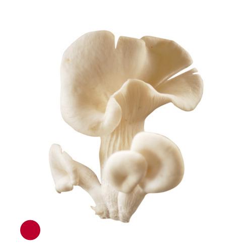 грибы вешенки из Японии