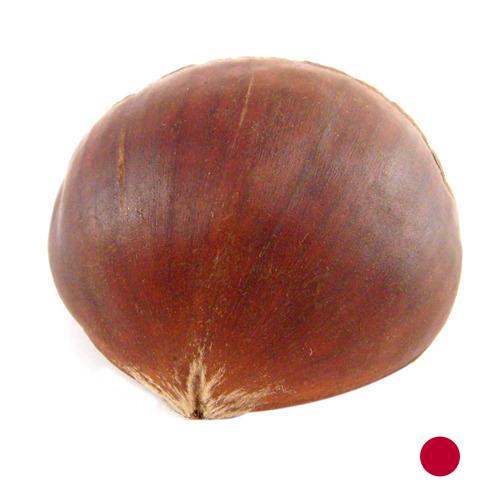 Каштан из Японии