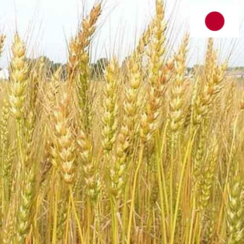 Кормовые культуры из Японии