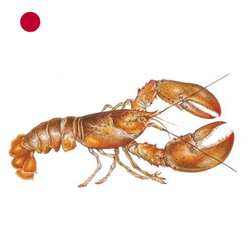 Омары из Японии