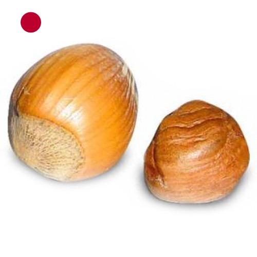 орех фундук из Японии