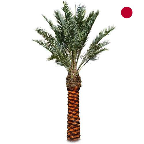 Пальмы из Японии