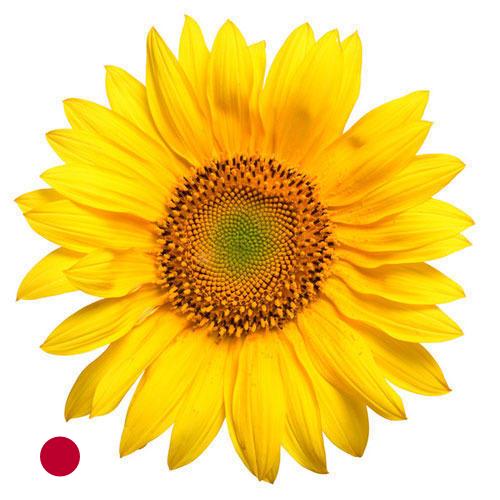 Подсолнечник из Японии