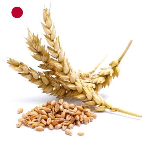 Пшеница из Японии