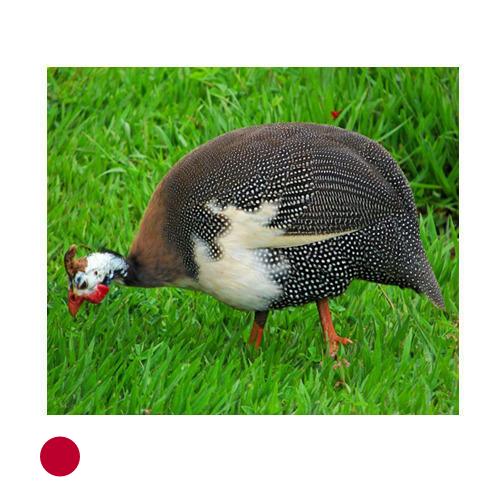 птица из Японии