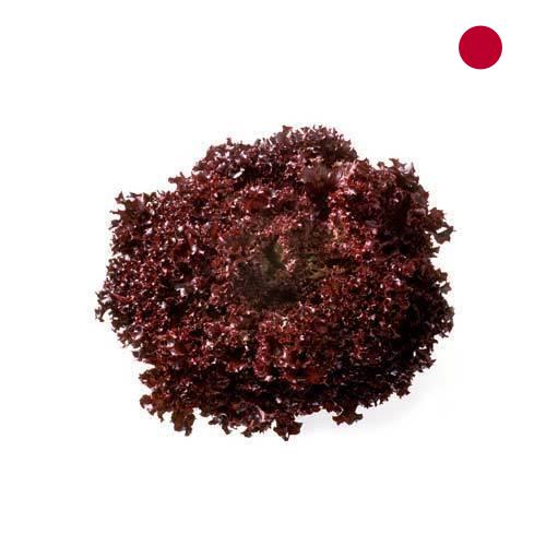 Семена салата из Японии