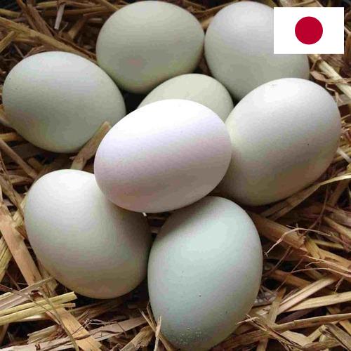 субпродукты птицы из Японии