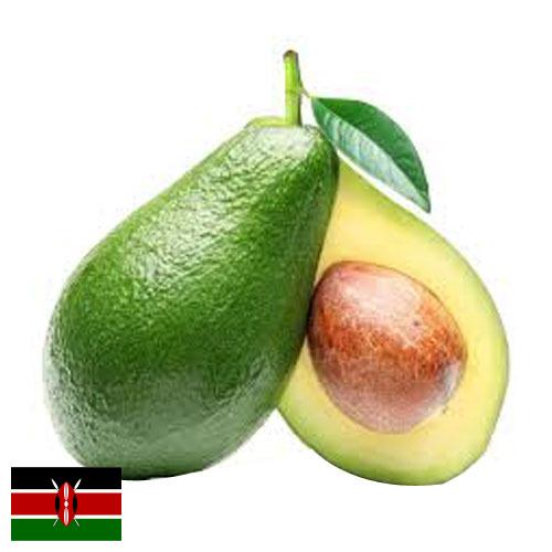 Авокадо из Кении