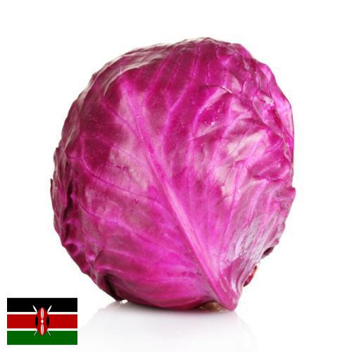 Капуста краснокочанная из Кении
