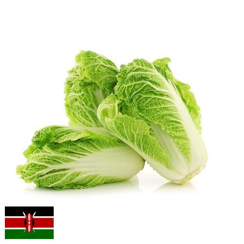 капуста пекинская из Кении