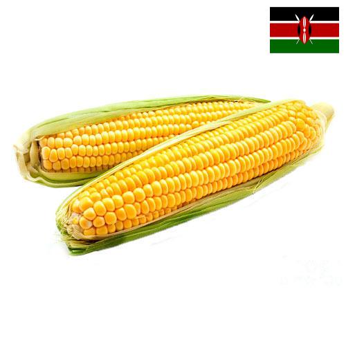 Кукуруза из Кении