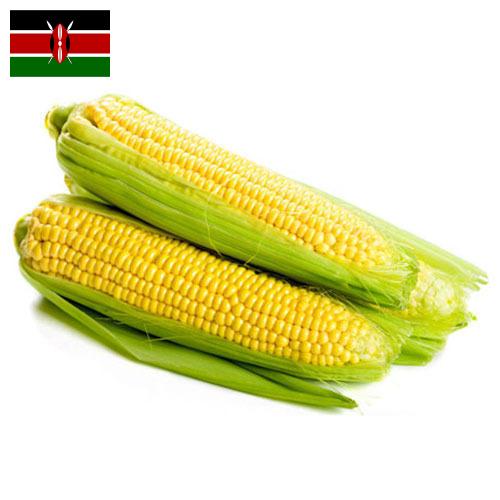 Сахарная кукуруза из Кении