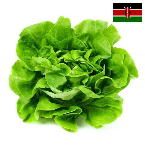 Салат латук из Кении