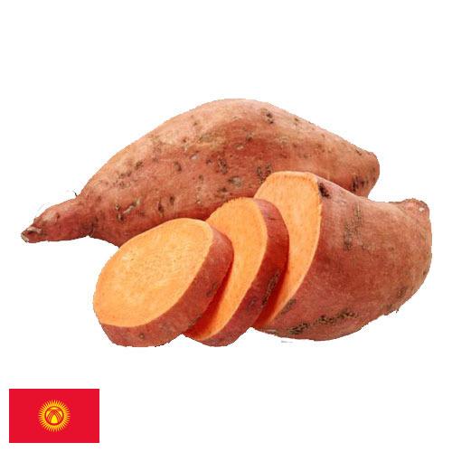 батат из Киргизии