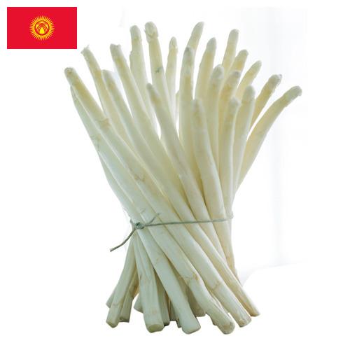 белая спаржа из Киргизии