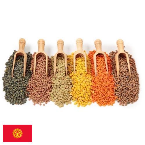 Бобовые культуры из Киргизии