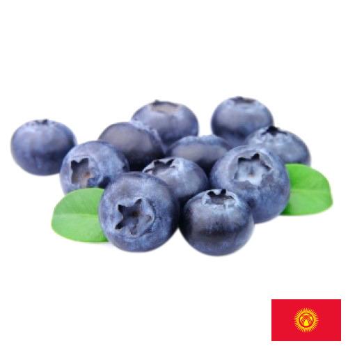 Черника из Киргизии