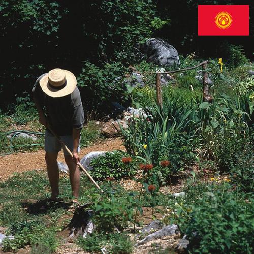 Цветы садовые из Киргизии