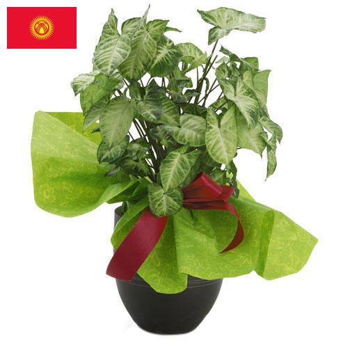 Декоративные растения из Киргизии