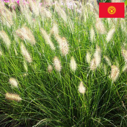 Декоративные травы из Киргизии