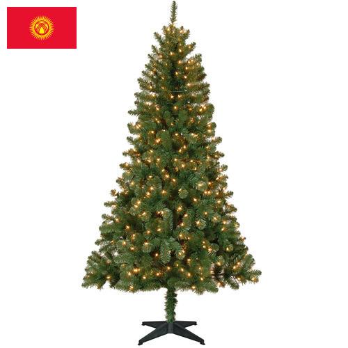 Деревья новогодние из Киргизии